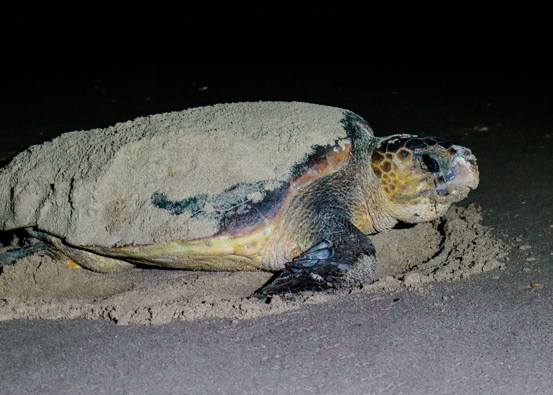 st lucia suedafrika turtle tour loggerhead turtle 2