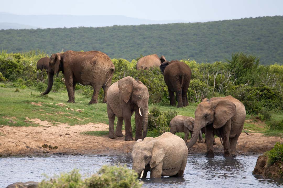 Südafrika Addo-Elephant-NP-Elefanten