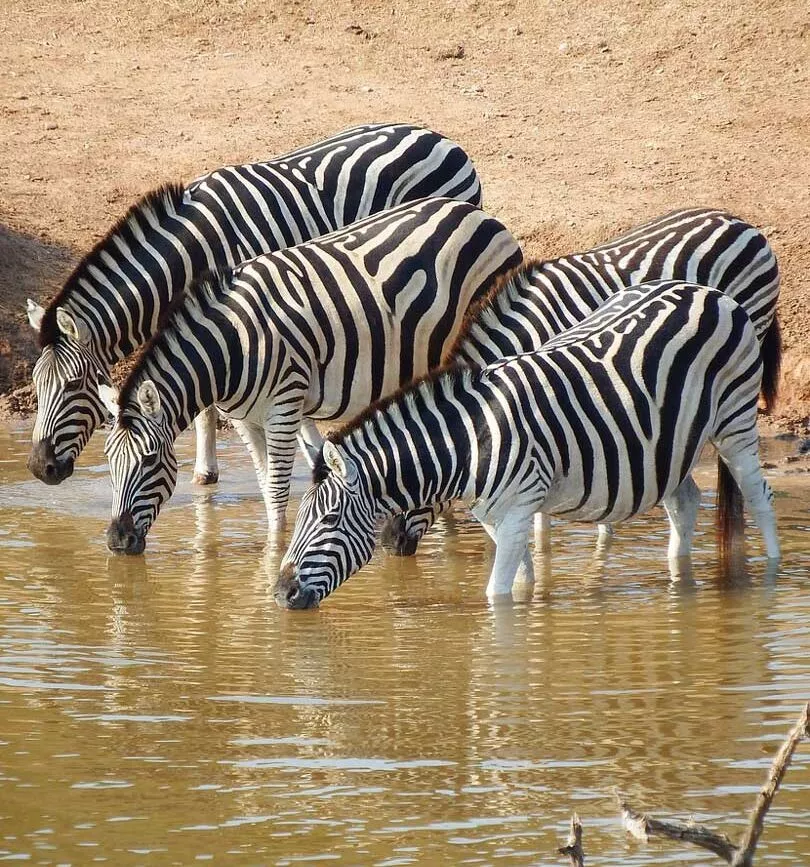 suedafrika addo np zebras suedafrika addo np zebras