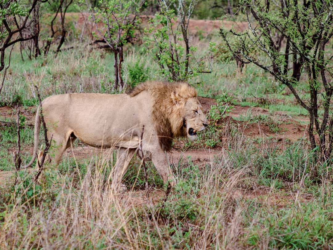 suedafrika game drive loewe suedafrika game drive loewe