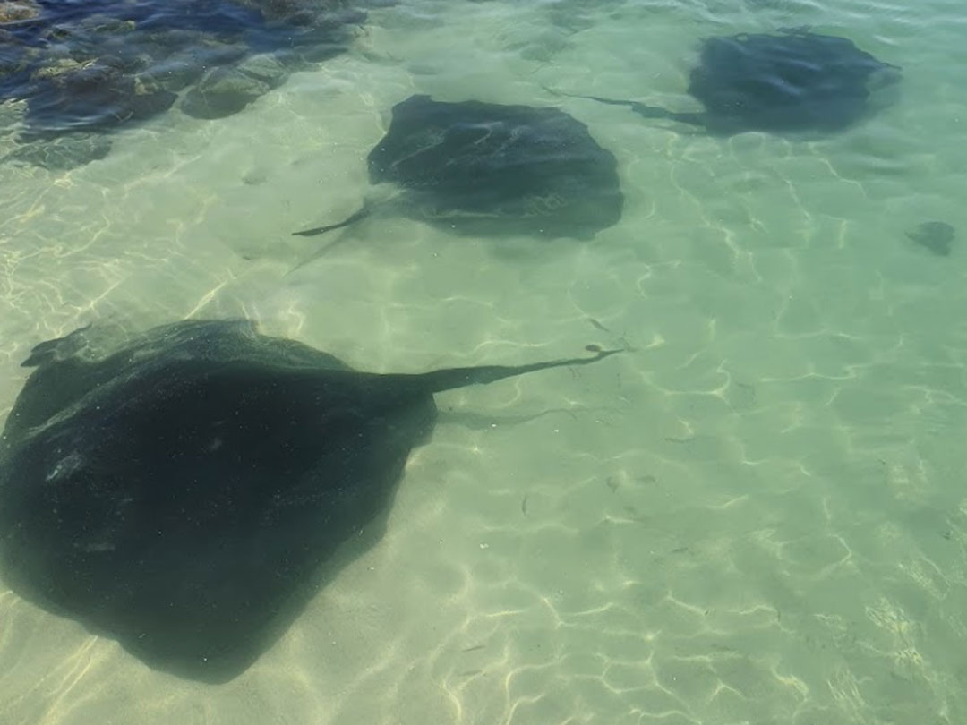 suedafrika rochen am struisbaai harbour suedafrika rochen am struisbaai harbour