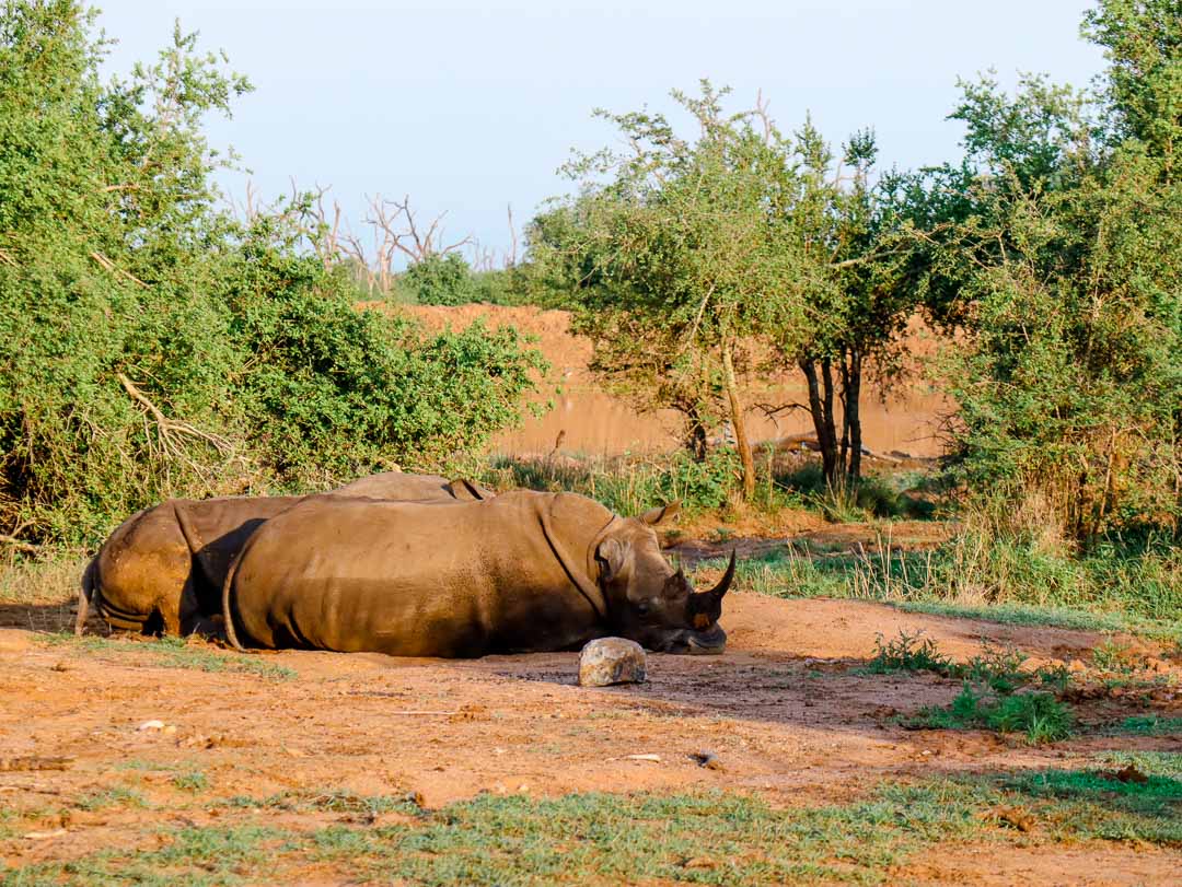 swasiland hlane nationalpark 2