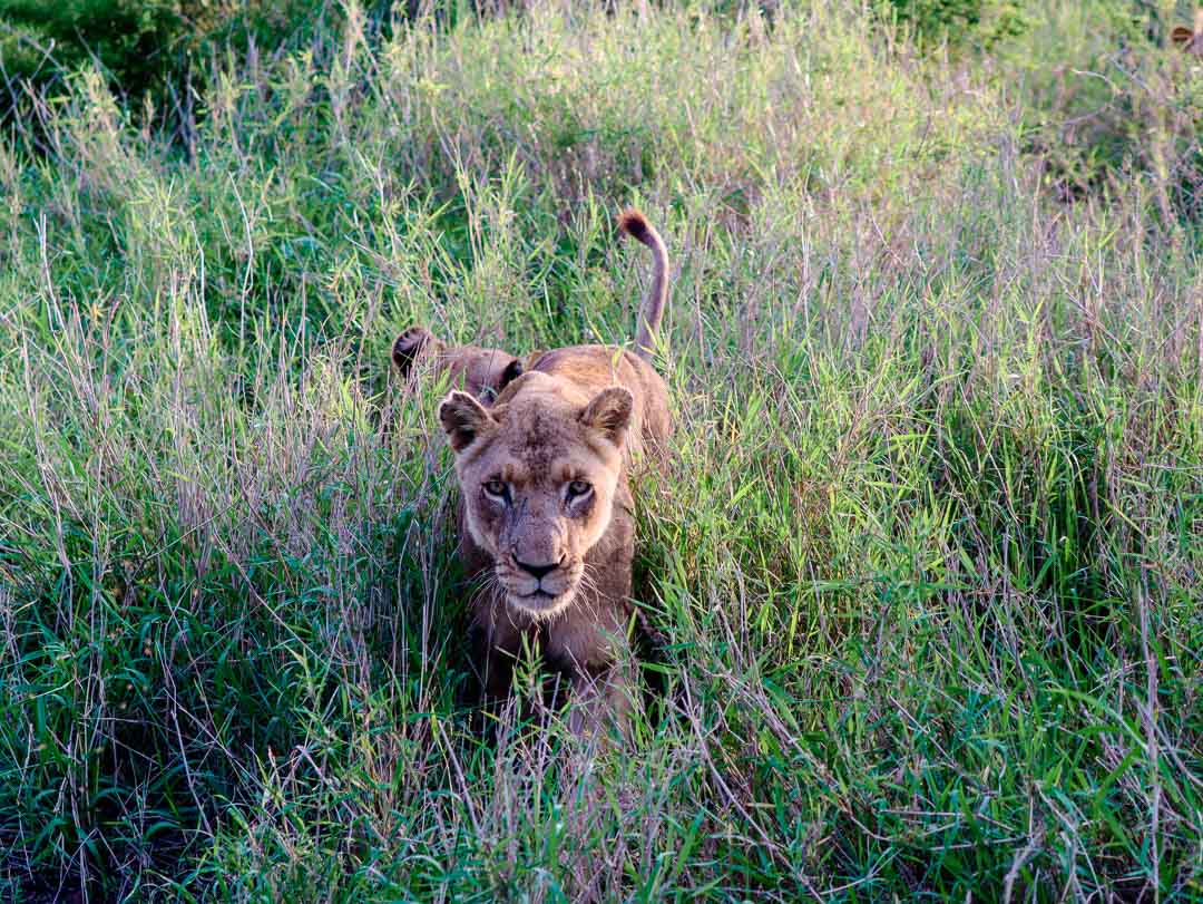 swasiland hlane nationalpark