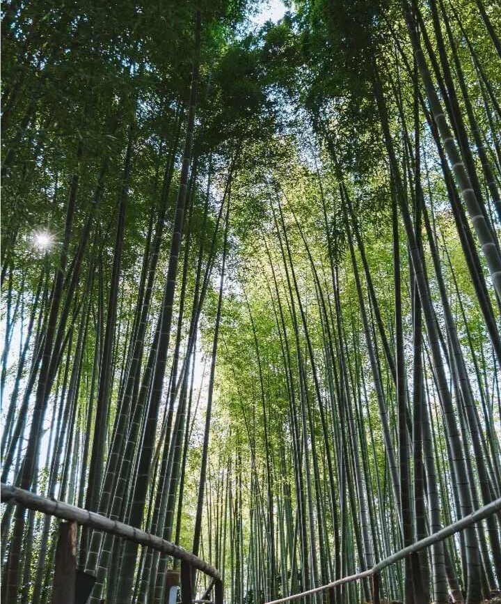 arashiyama bambuswald