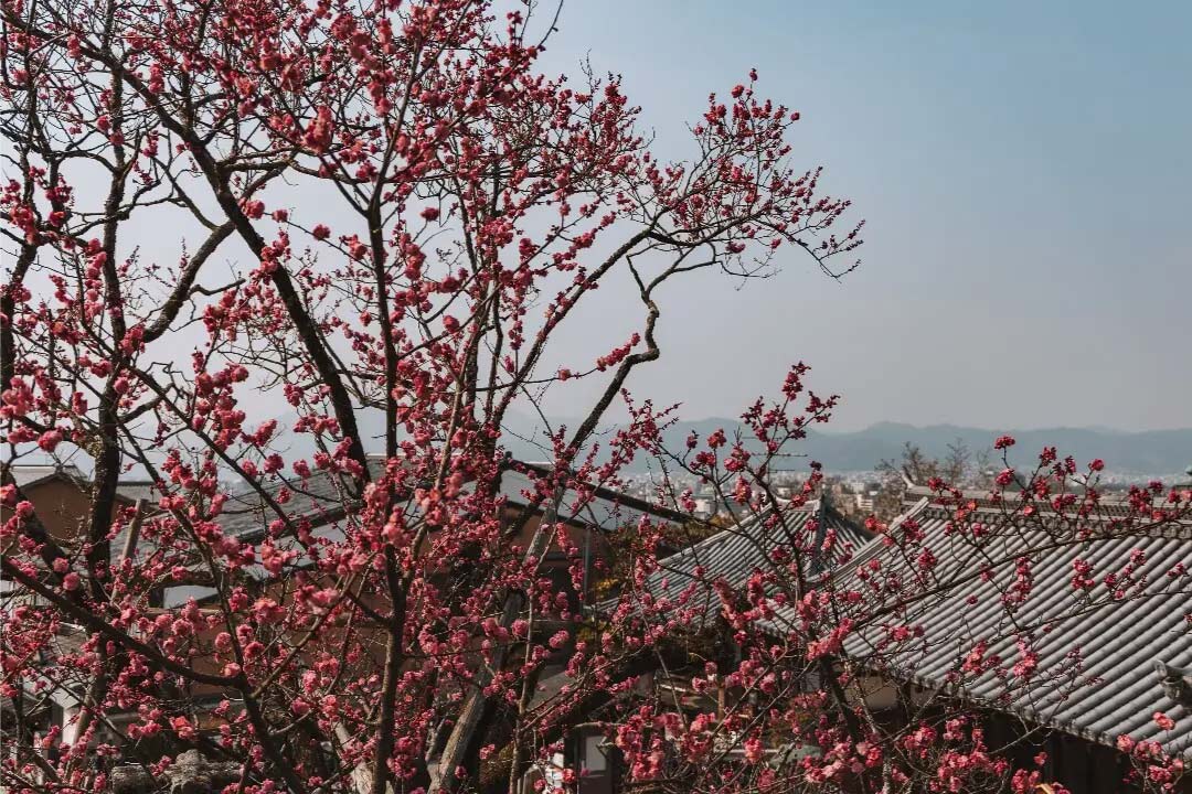 japan kirschbluetenzeit