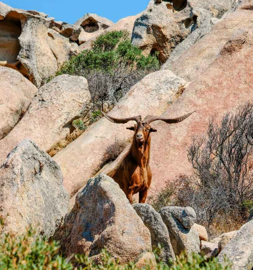la maddalena sardinien ziegen waehrend der wanderung