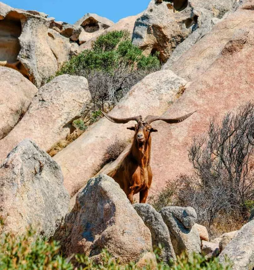La Maddalena Sardinien Ziegen während der Wanderung