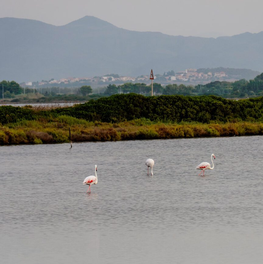 sardinien porto pino flamingos