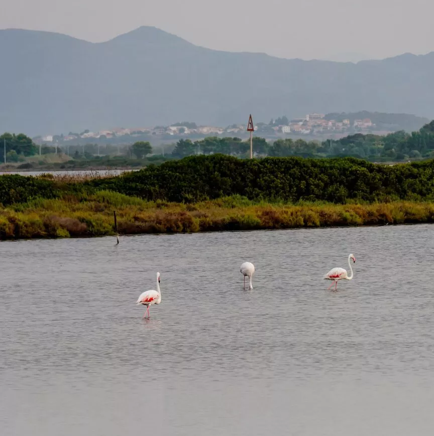sardinien porto pino flamingos sardinien porto pino flamingos