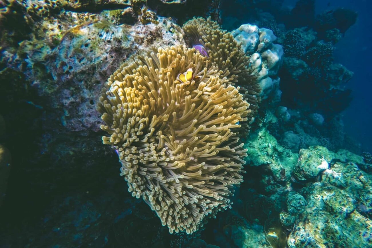 thailand khao lak schnorcheltour korallen