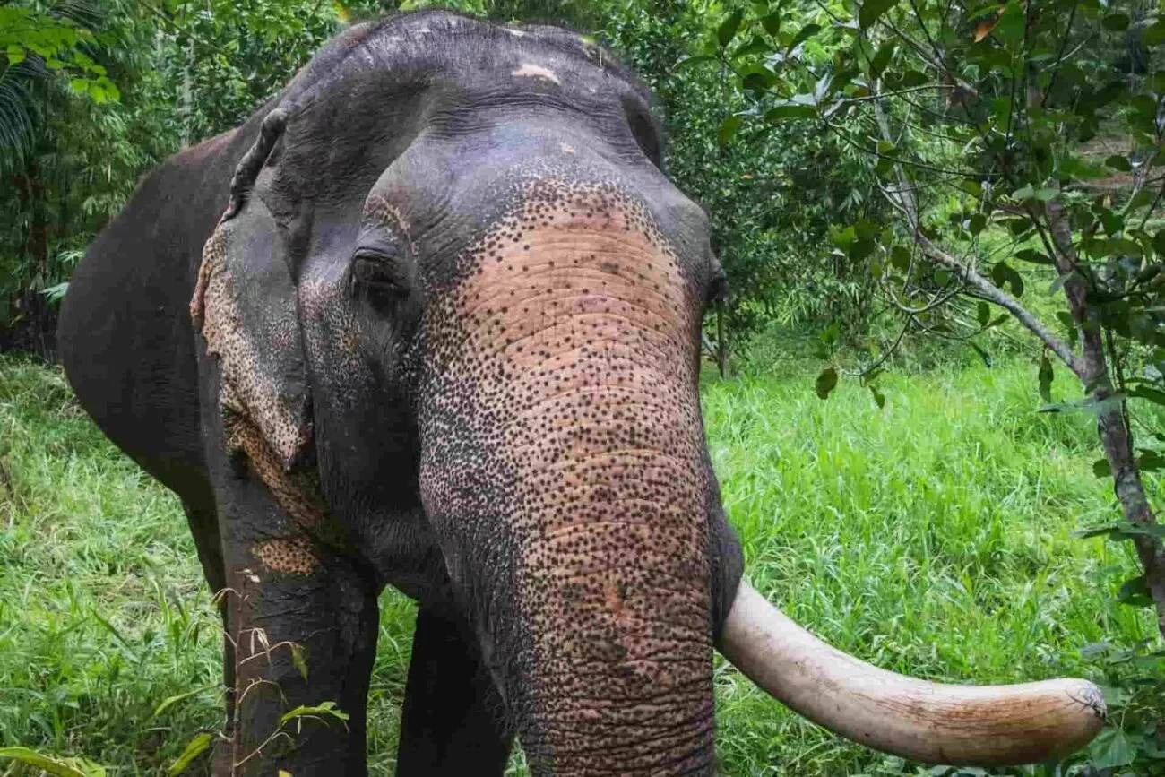 thailand khao sok elefant