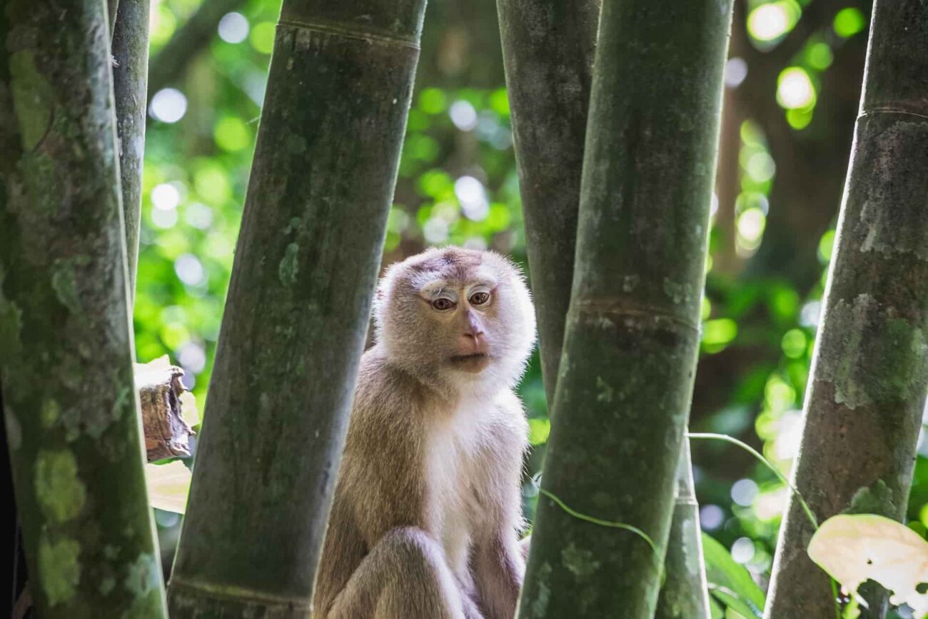 thailand khao sok nationalpark affe
