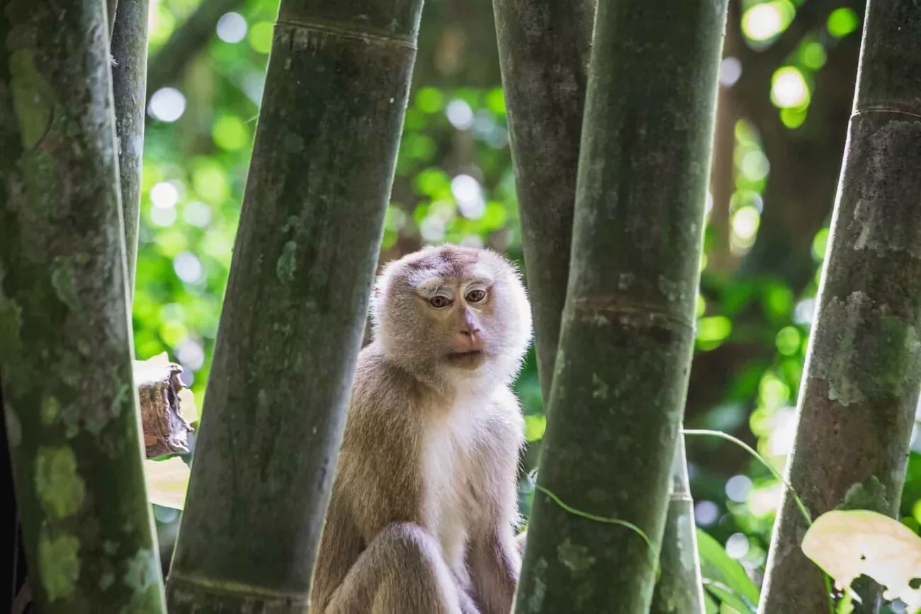 thailand khao sok nationalpark affe