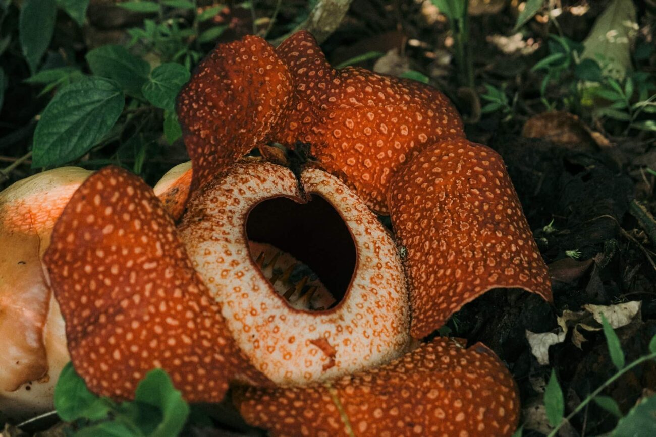 thailand khao sok nationalpark rafflesia