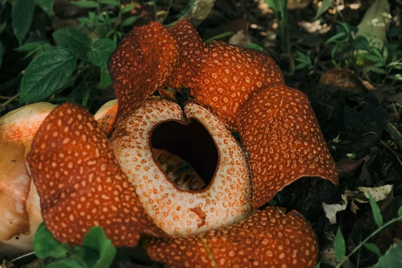 thailand khao sok nationalpark rafflesia