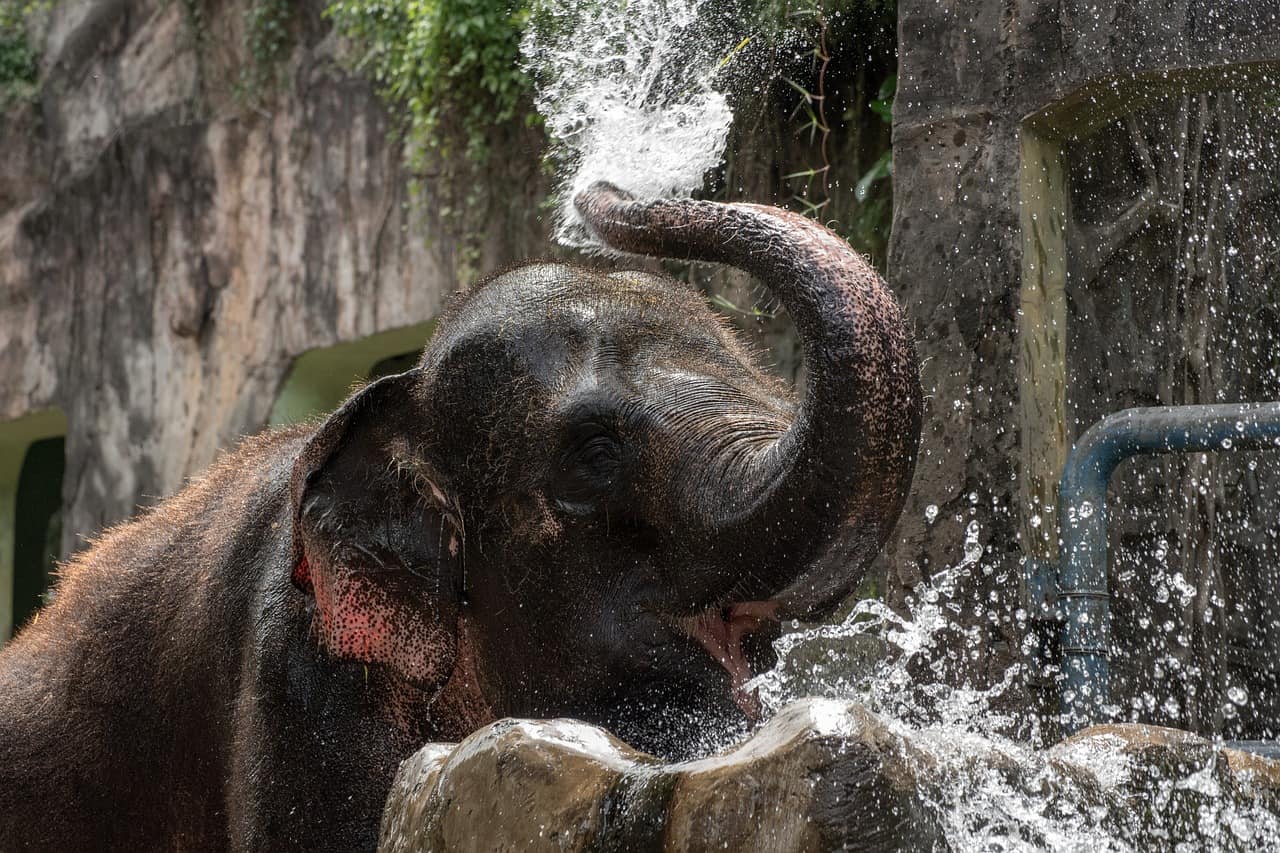 thailand phuket elefant wasser