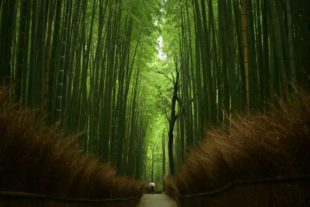 Arashiyama Bambuswald Japan Sehenswuerdigkeiten Arashiyama-Bambuswald-Japan-Sehenswürdigkeiten