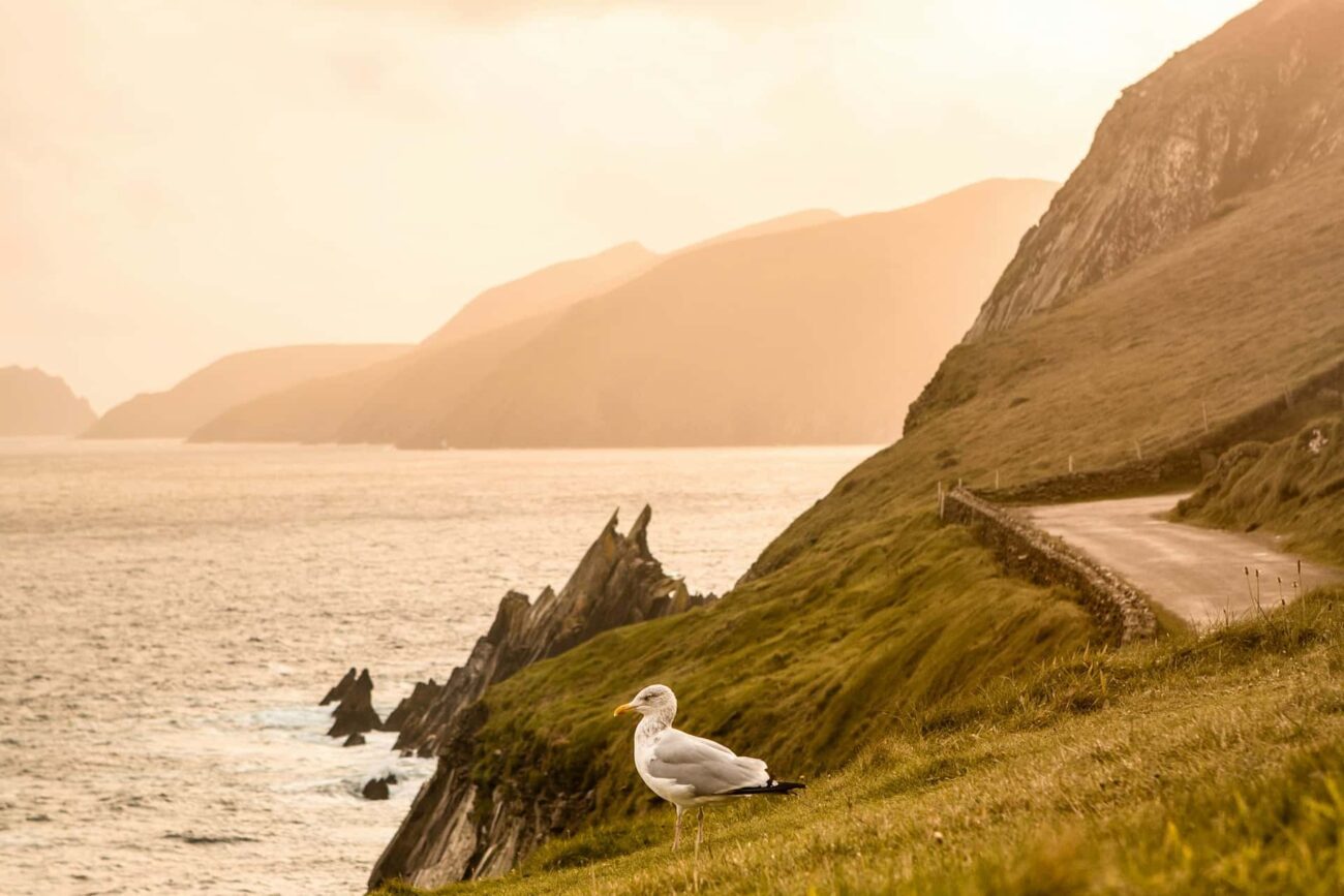 Irland Wild Atlantic Way Möwe