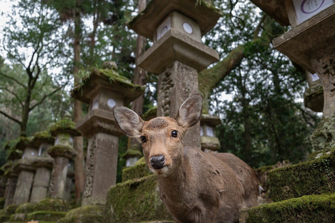 japan nara park
