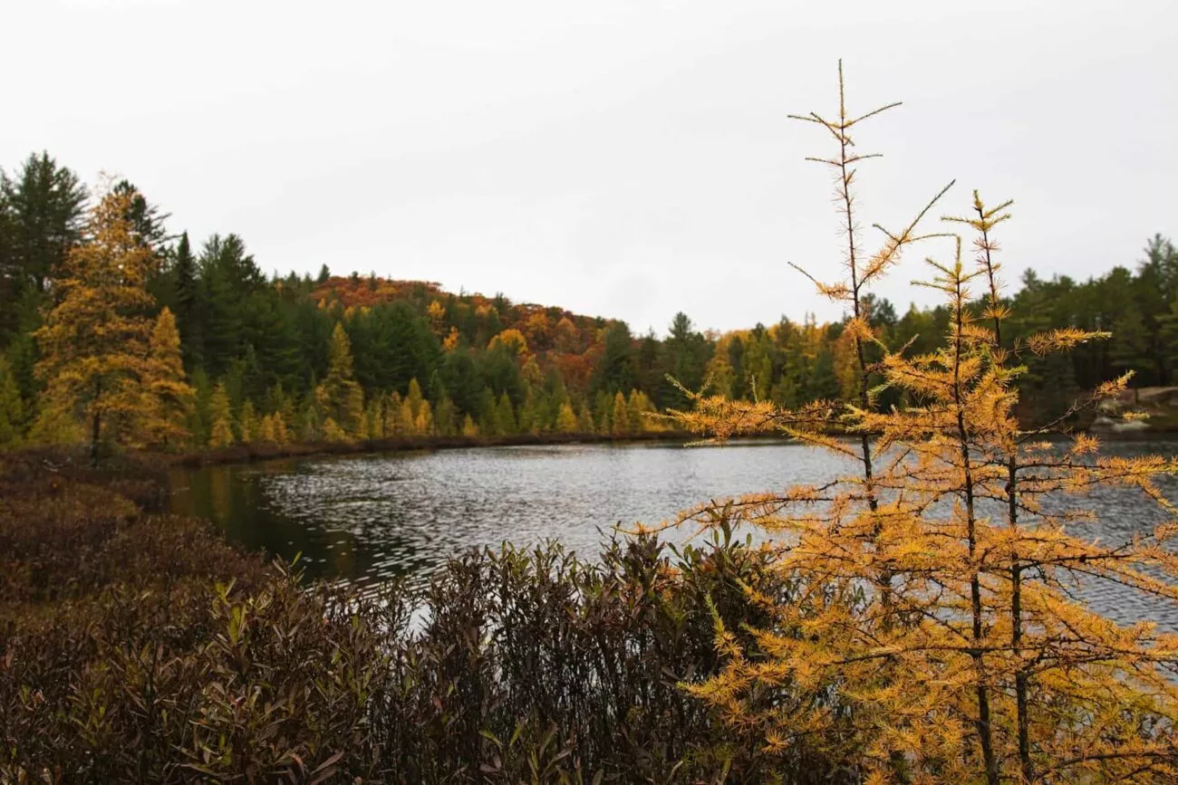 kanada sehenswuerdigkeiten algonquin provincial park Kanada Sehenswürdigkeiten Algonquin Provincial Park