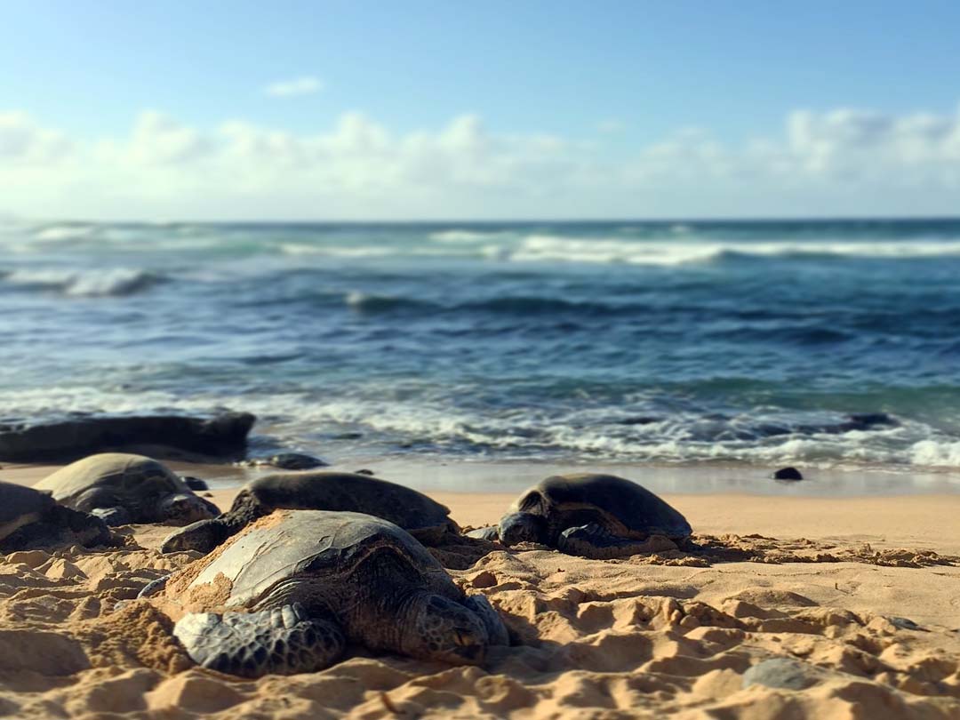 maui hawaii meeresschildkroeten am hookipa beach Maui Hawaii Meeresschildkröten am Ho'okipa Beach