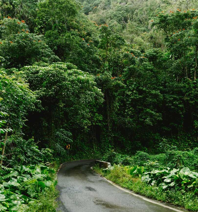 Maui Hawaii Road to Hana durch den Regenwald