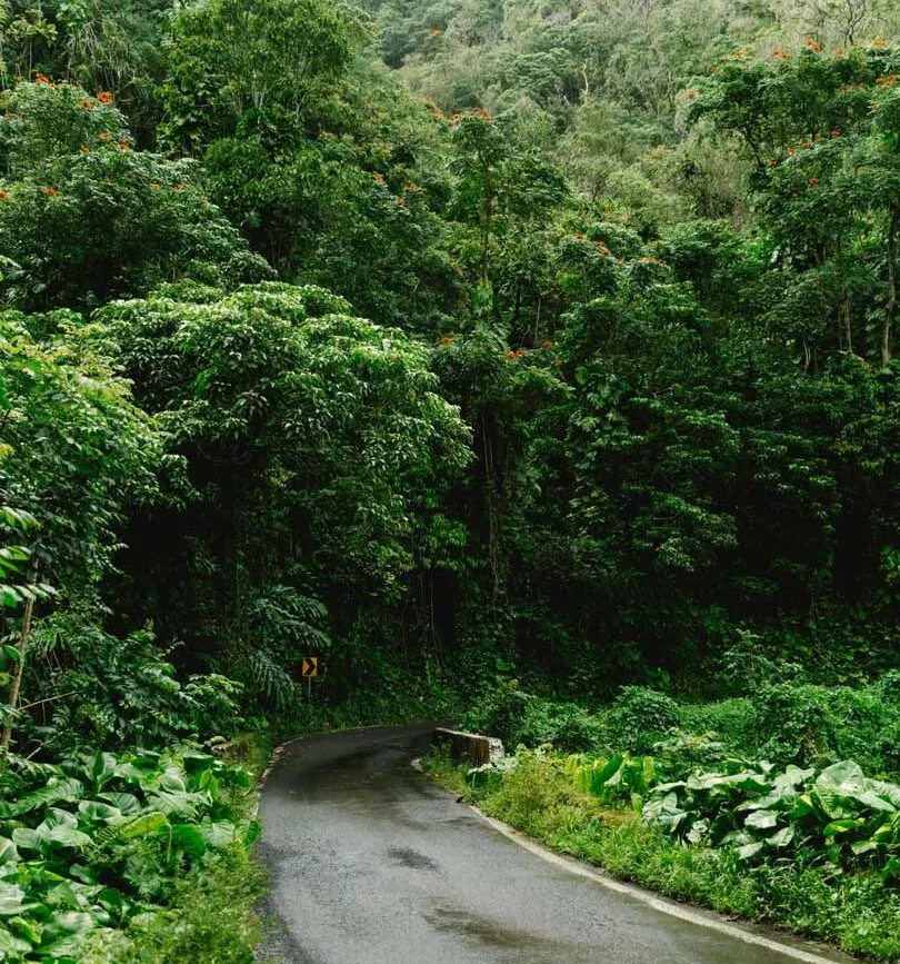 maui hawaii road to hana durch den regenwald Maui Hawaii Road to Hana durch den Regenwald