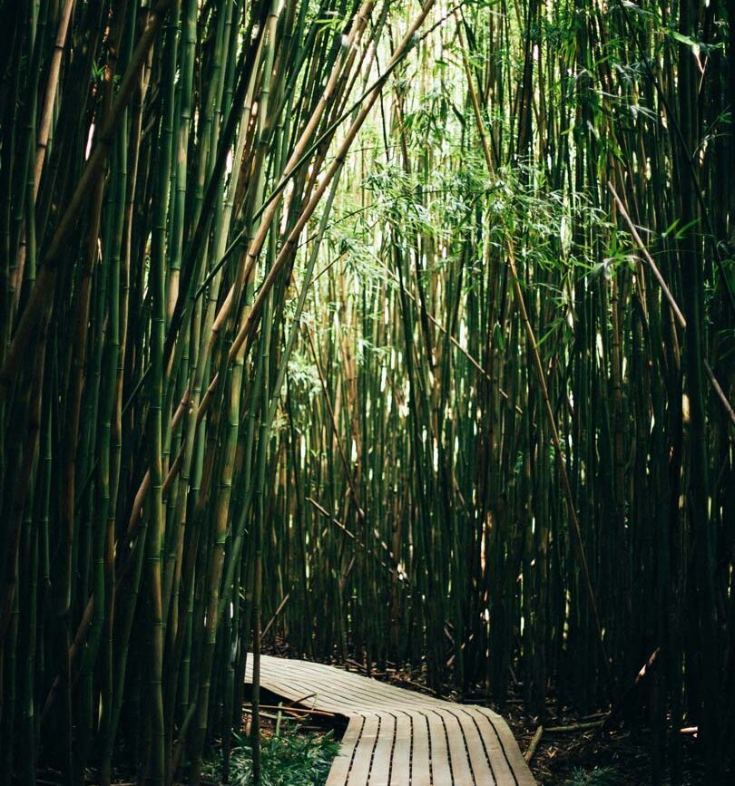 Maui Pipiwai Trail Bambuswald