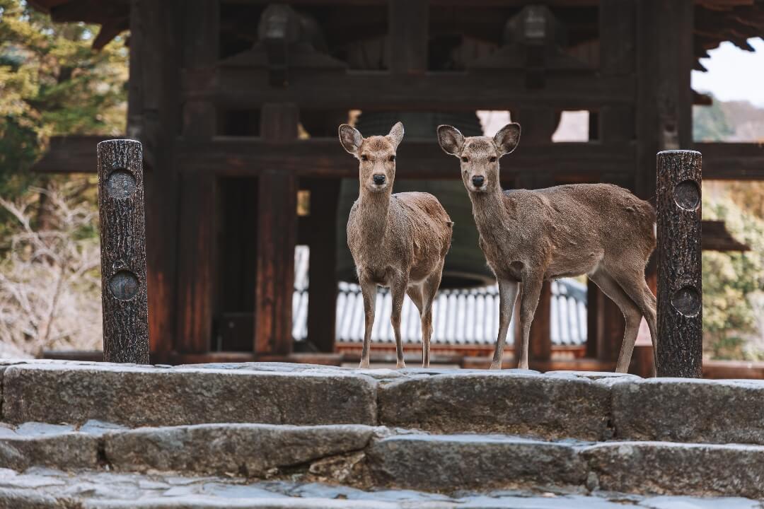 nara rehe nara rehe