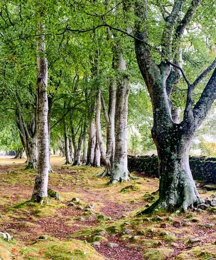 Schottland Schlachtfeld