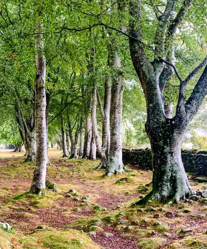 schottland schlachtfeld schottland schlachtfeld