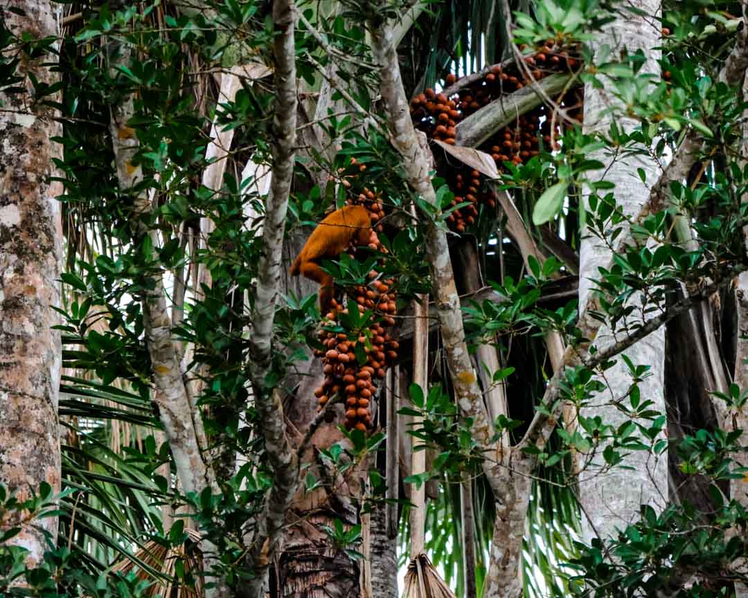 affe im amazonas zwischen baeumen und fruechten