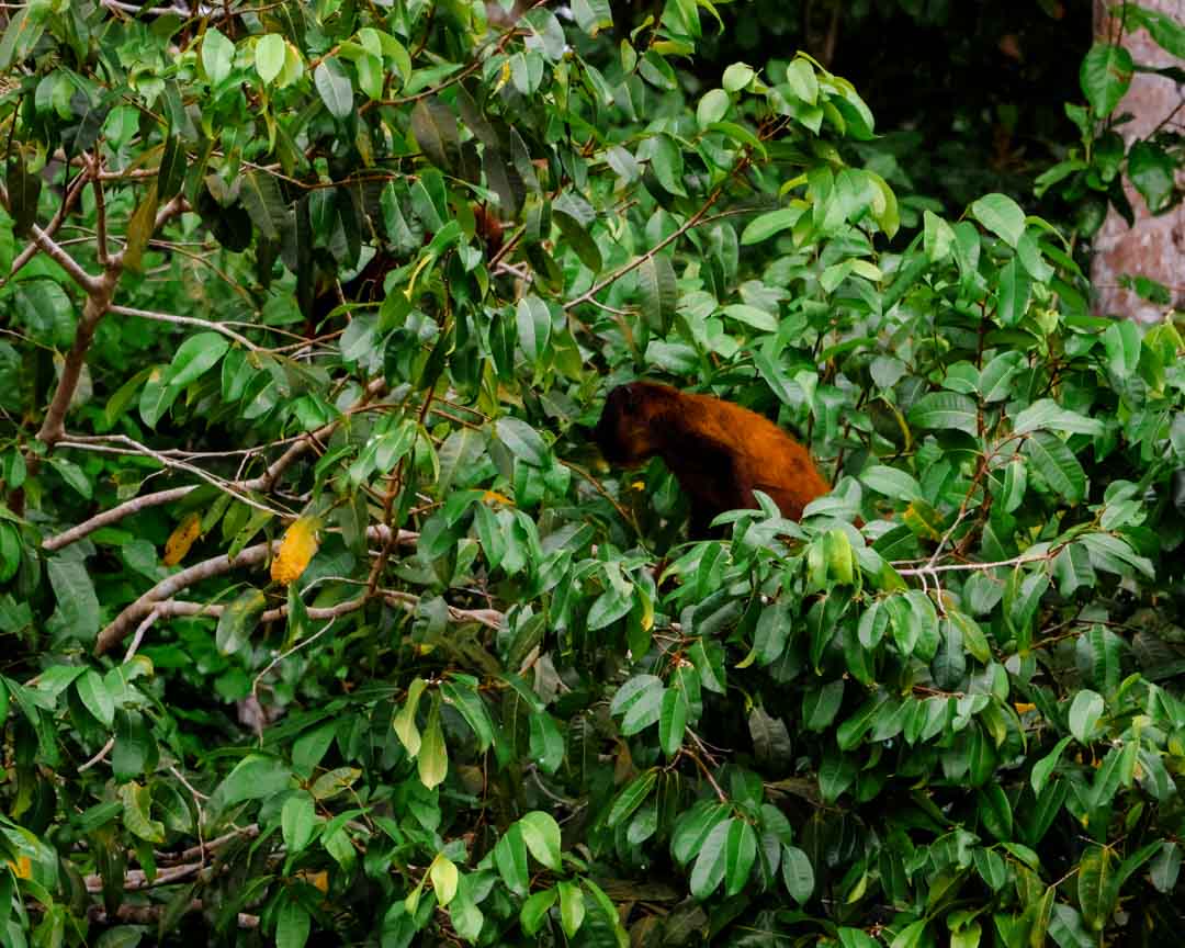 affe sitzt im dschungelbaum