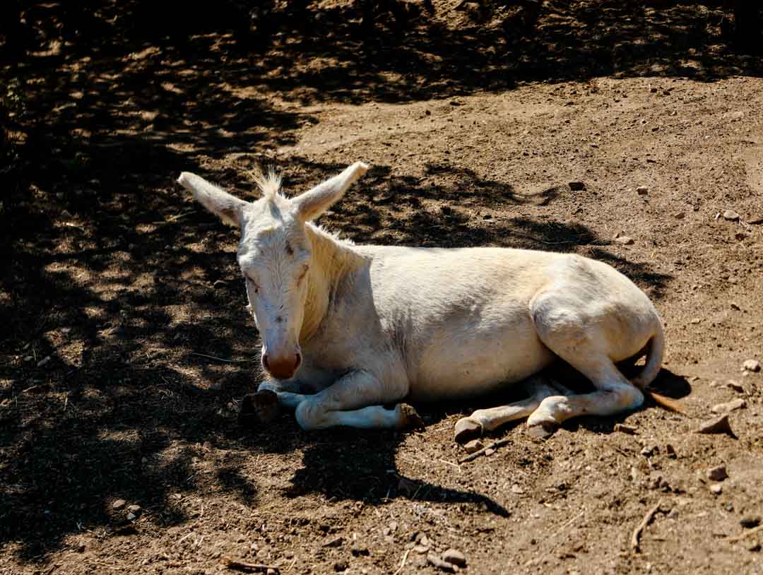 alghero esel naturpark le prigionette