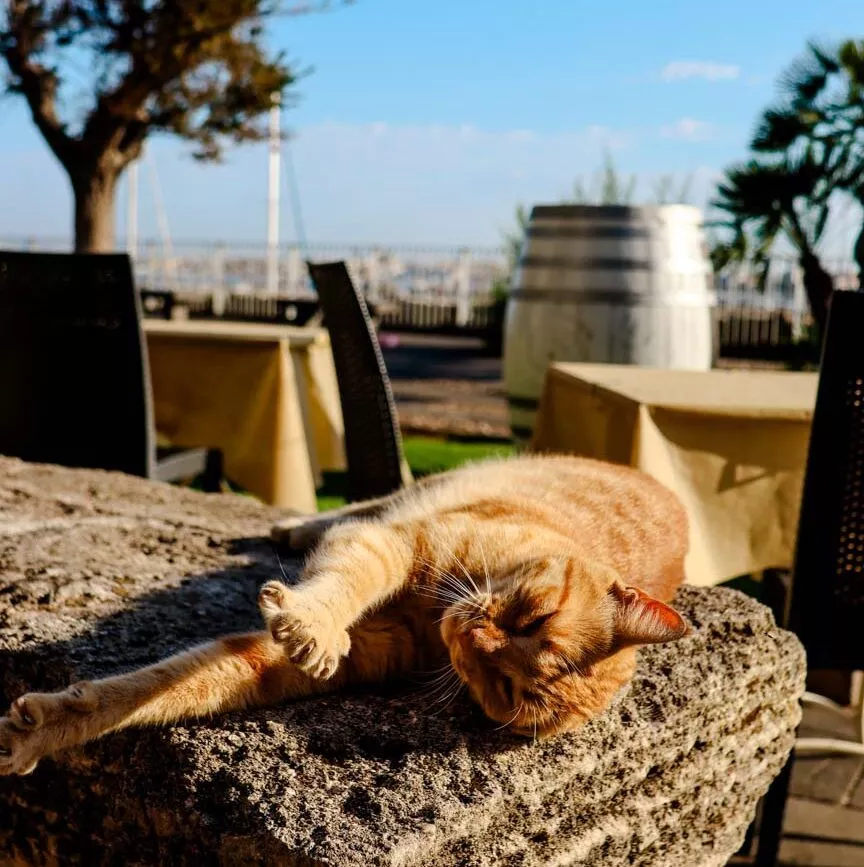 alghero katze in der altstadt