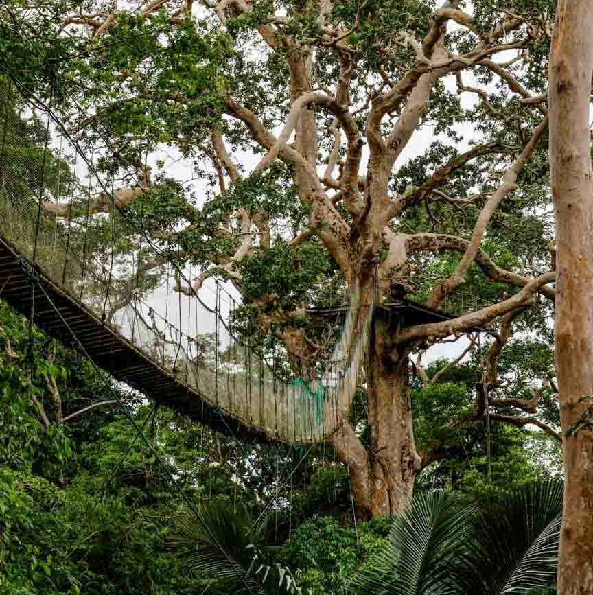 baumkronenweg im regenwald von puerto maldonado