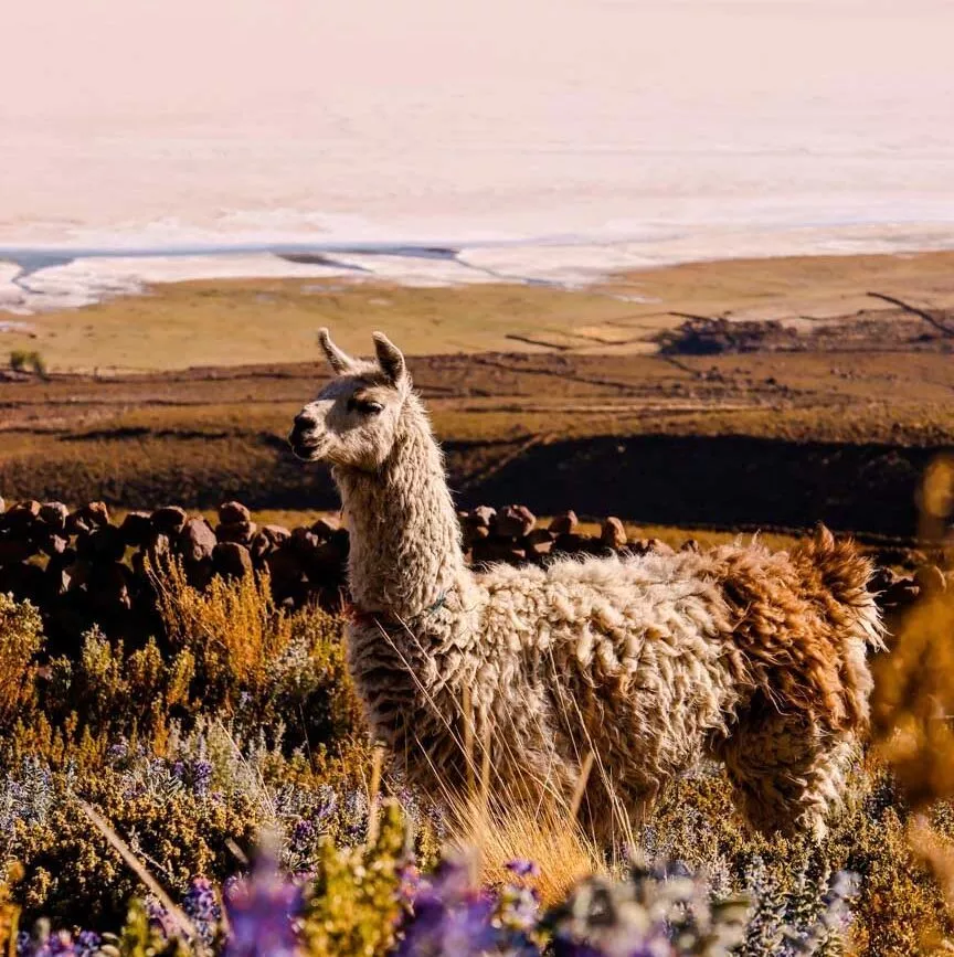 bolivianische salzwueste alpaka