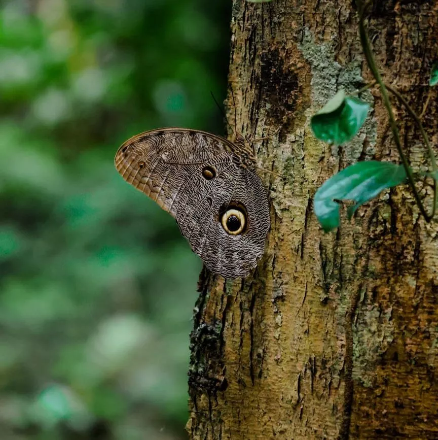 brauner schmetterling thront auf dem amazonas baumstamm