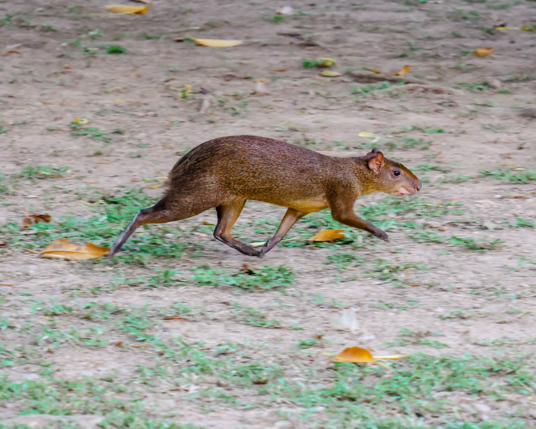 braunes nagetier rennt durch hotelanlage