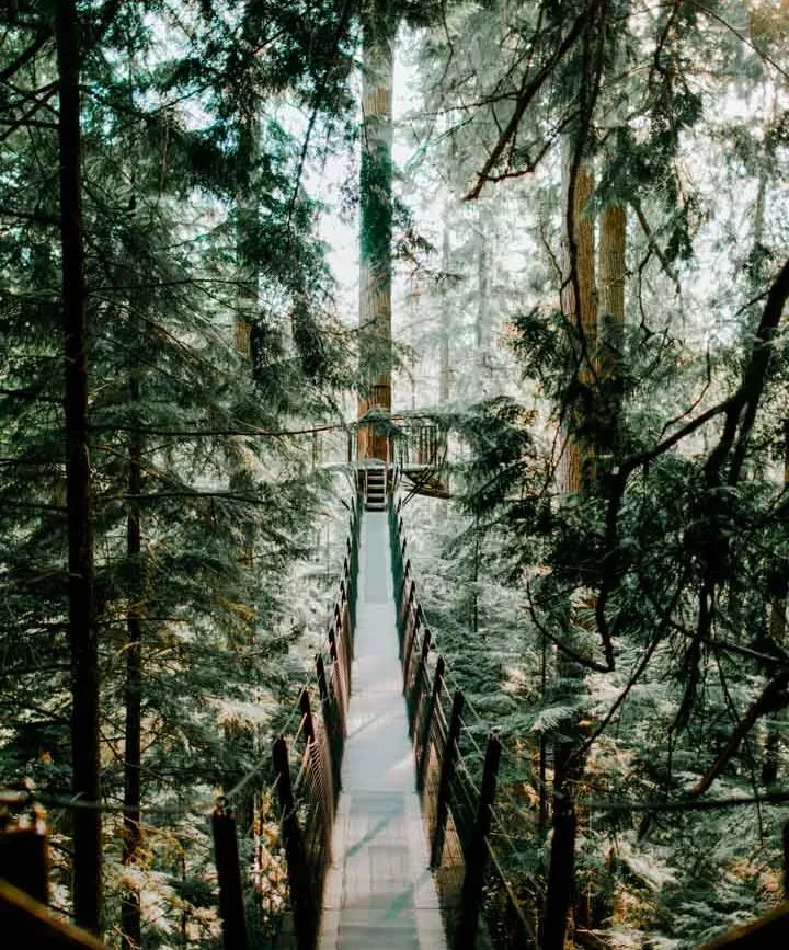 canada vancouver capilano treetops adventure canada vancouver capilano treetops adventure