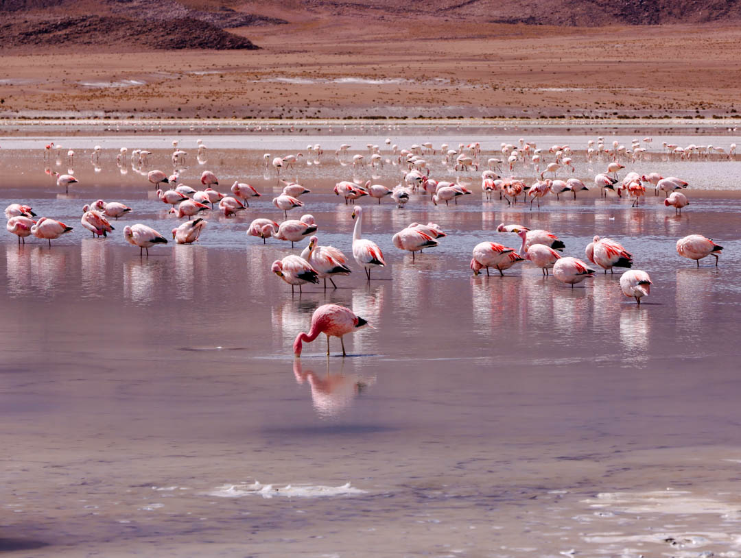flamigos in der salzwueste