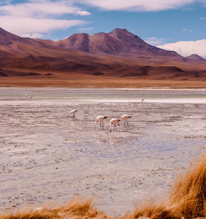 flamingos bei der laguna hedionda