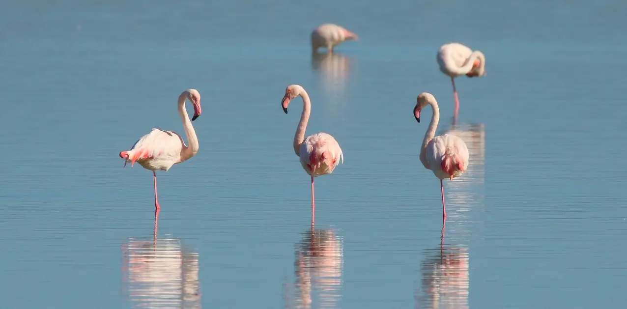 Flamingos oristano