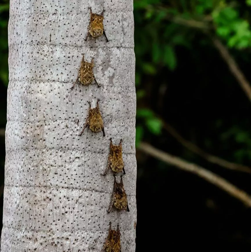 fledermaeuse auf baumstamm im dschungel von puerto maldonado