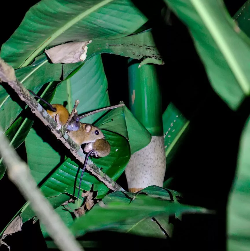 fledermausquartiere auf bananenblaettern in der nacht des amazonas dschungels
