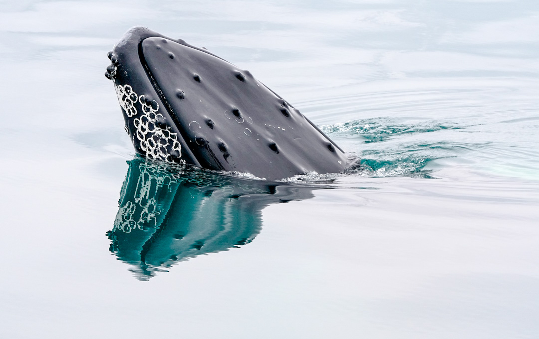 island akureyri whale watching