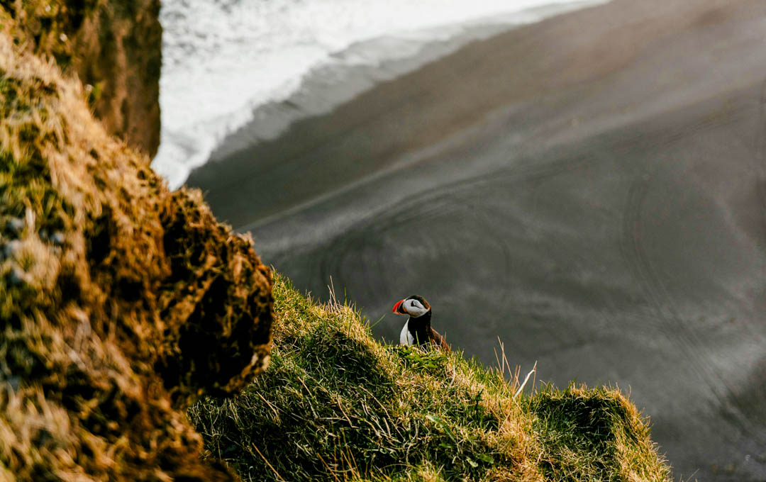 Island Papageientaucher 2