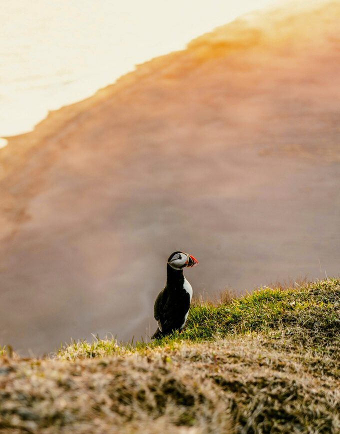 Island Papageientaucher