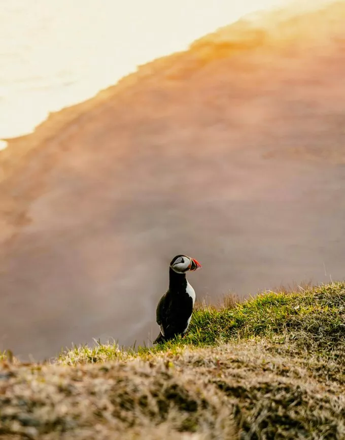 island papageientaucher