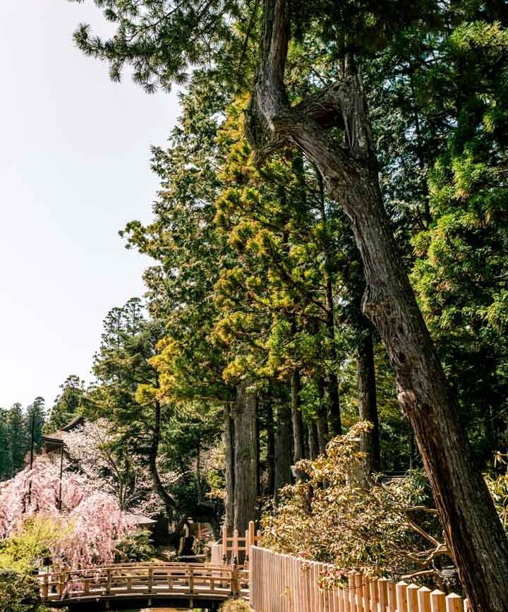 japan koya san okuno in friedhof